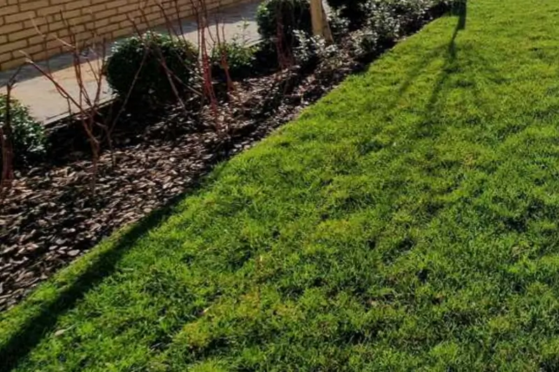 Soft Landscaping - Chadwell Heath